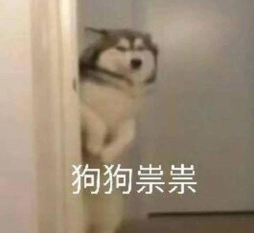 上联橘猫蓝猫波斯猫下联柯基边牧萨摩耶