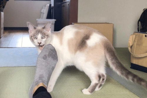 男子伸出大脚丫,猫咪忍不住闻了一下,随后表情令主人笑喷了