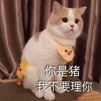 可爱猫猫