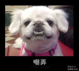 猫猫狗狗的喜怒哀乐