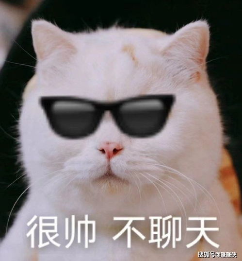 可爱表情包图片猫咪愣住,可以闭上狗嘴了