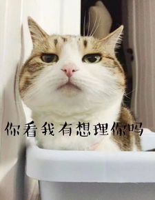 别再一起学猫叫了,猫会叫都是人逼的