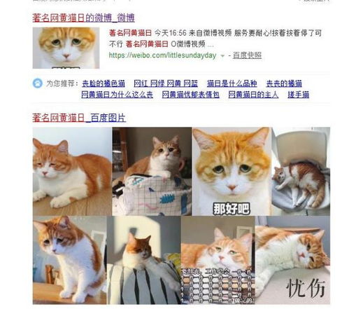 请教下这只表情包里的猫叫啥啊