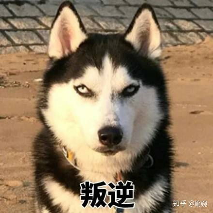 超级奈斯的表情包来了,请注意查收