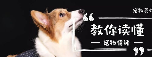 本以为养了一只柴犬,却是一只猫的性格,这四个理由让你不容拒绝