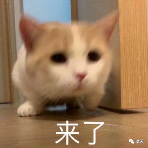 选美小姐出身嫁大佬,带资进组拍戏累到流产,胡歌却想打她