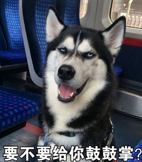 当恶狠狠的哈士奇遇上超嗲的台湾腔,毫无违和感