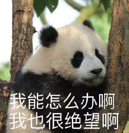 动物园偶遇胡歌,众人丢下国宝去看胡歌,来看胡歌的花式虐狗