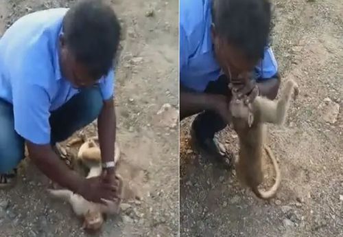印度男子为昏迷猴子做人工呼吸心肺复苏和胸外按压终将其救活