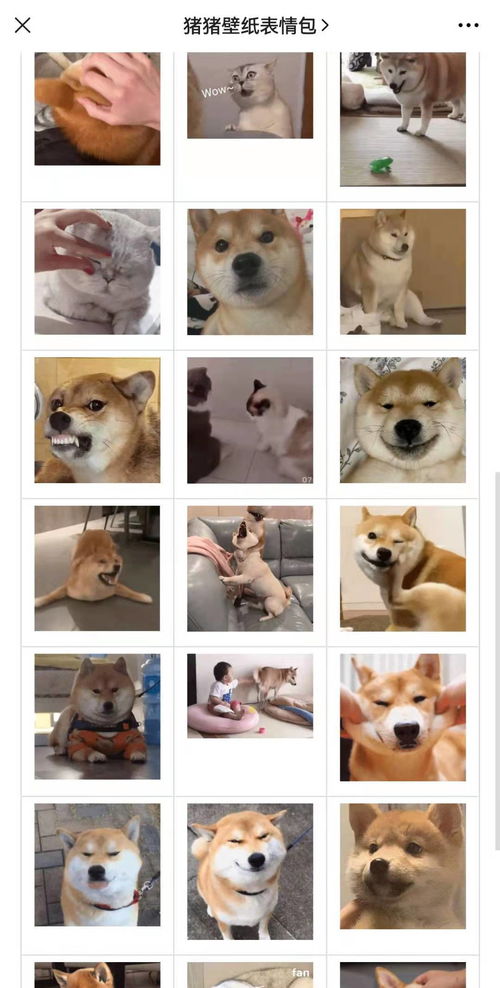 可爱的小动物表情包,柴犬表情包,猫猫表情包