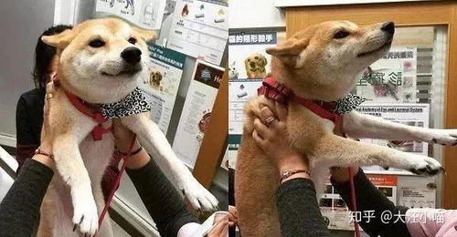 打针孩子表情包狗狗