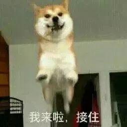 狗子跳起来的表情包霹雳