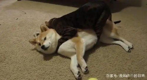霸道猫咪熊抱同伴狂舔毛,柴犬无可奈何露出眼神死表情