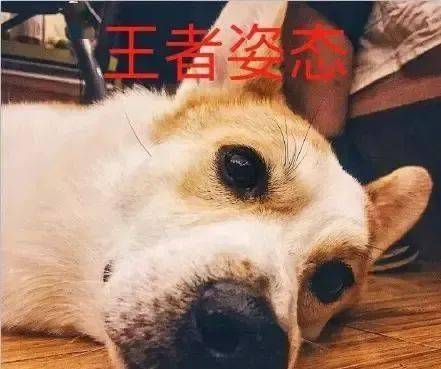 强龙不压地头蛇,当猫皇转角遇见大屁股柯基时,猫咪表情亮了
