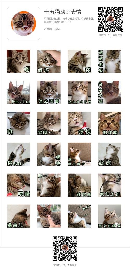 十五猫动态表情包一只猫,名字叫十五表情包