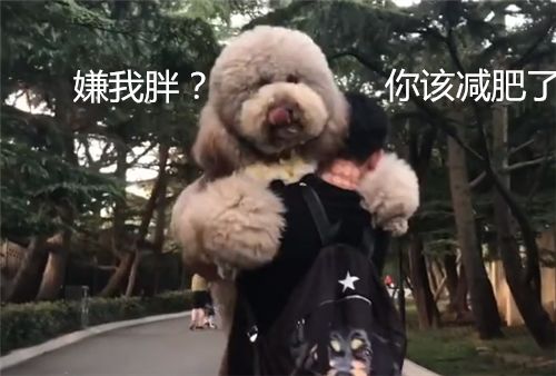 贵宾旅途耍小性子,铲屎官含泪抱爱犬,狗狗你这表情不对