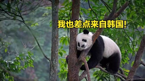 2019年c罗韩国行未出场,法官判罚主办方赔偿球迷60门票费用