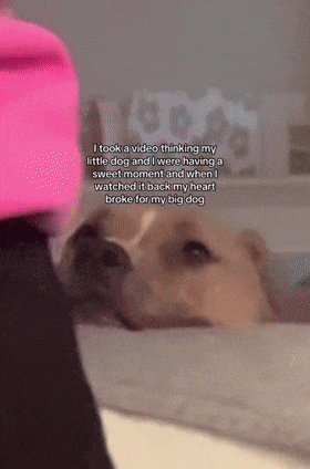 狗子跳起来的表情包犬瘟热