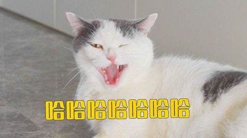 无话可说表情包搞笑猫咪