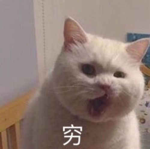 来一波可爱搞怪的头像