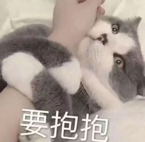 猫咪要抱抱表情包大全