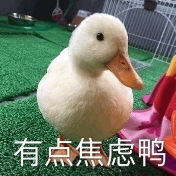 过目不忘的沙雕表情包