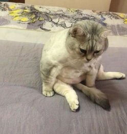 猫做完绝育后在睡觉,主人中途不放心,悄悄打开门后看到了这幕