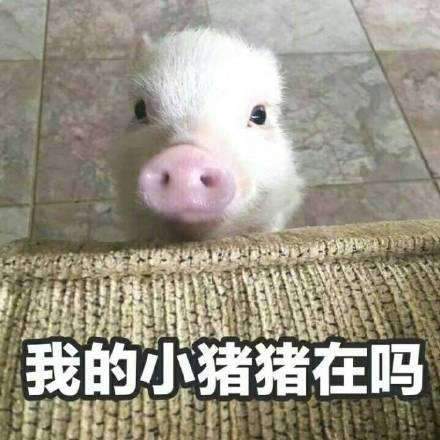 开心一刻笑话和哥们聊天,从苏格拉底的哲学思想,聊到铠甲勇士