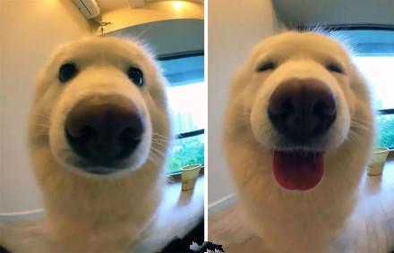 热情汪和高冷喵的秘密是什么