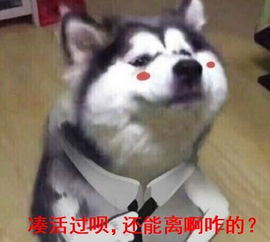 家里养狗,就像养了个拆迁队
