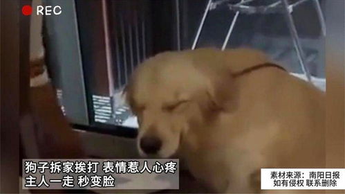 狗暴走表情包主人