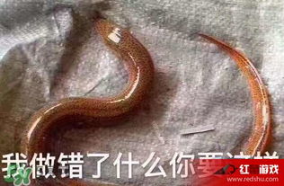 七彩皮皮鳝是什么梗七彩皮皮鳝我们走是什么意思