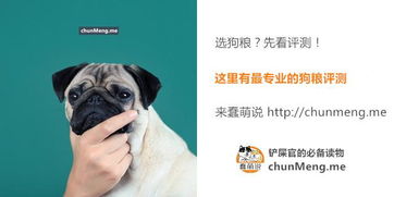 他们都是移动表情包论表情丰富,我只服汪星人