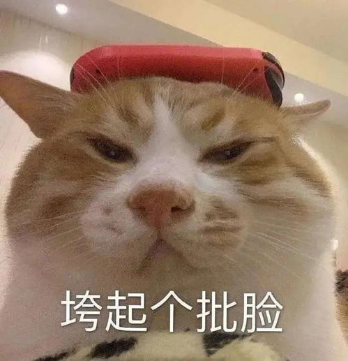 名校offervs大厂offer,哪个更值