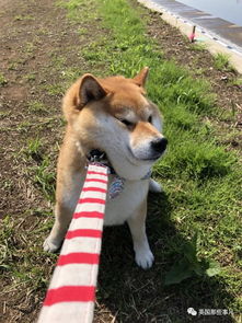 我不想回家这贪玩的柴犬,简直是一行走的表情包