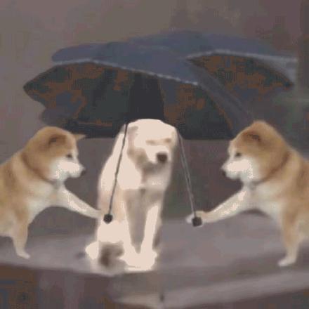 狗暴走表情包下雨天