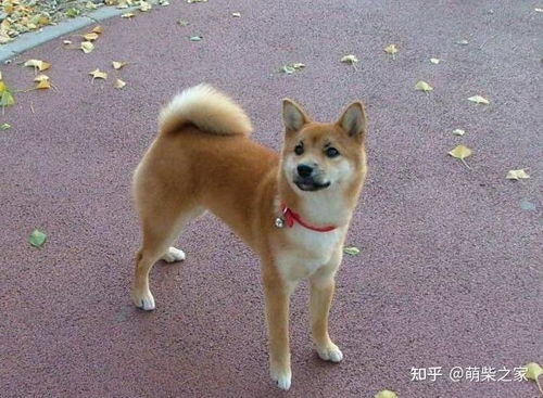 你们买的日本柴犬都多少钱一只入手前先了解价格