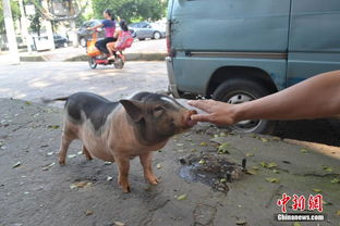 南昌现遛猪人小花猪取名奶牛街头卖萌
