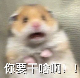 过年放假在家必用的猫咪表情包集锦,快保存