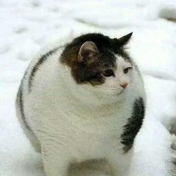 男生用猫猫表情包猫咪