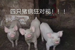月薪2万,招复旦厦大等名校生去养猪读书到底有没有用北大屠夫这样说