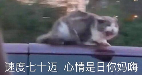 求带飞表情包第一刀