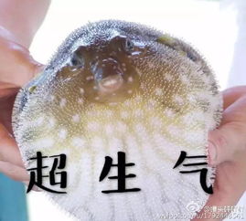 河豚表情包一张床