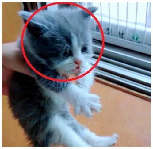 男子给小猫咪喂奶,拿走奶瓶的一刻,它的表情让主人笑喷