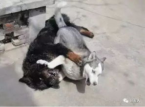 跟你讲个笑话哈士奇把藏獒打残了