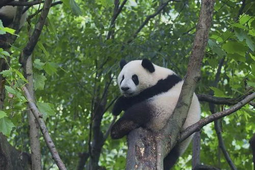 成都周边的这处游乐地,拥有你想不到的夏日快乐