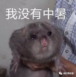 江西小哥竹鼠的1000种吃法都比不过这些生吃乌龟章鱼,和火锅底料的沙雕