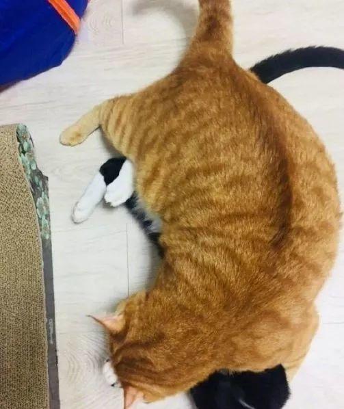 打谁都不要打橘猫