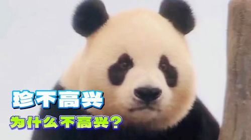 终于知道大熊猫珍不高兴,为什么总是不高兴了