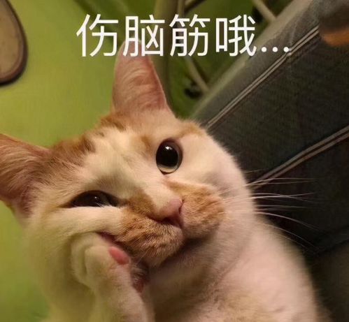 狗狗脑袋被门挤了是什么体验像极了骆驼,哈哈